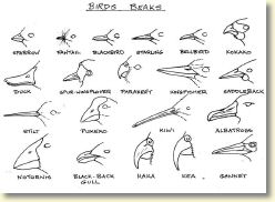 birds beaks 2.jpg
